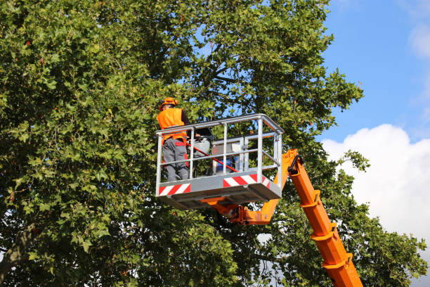 Tree and Shrub Care in Middleton, WI